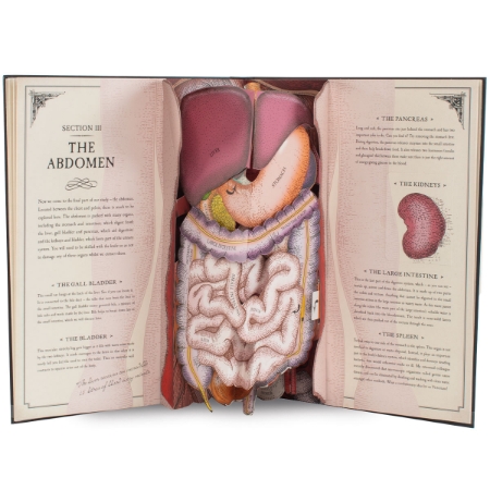 Picture of Human Body Pop Up Book